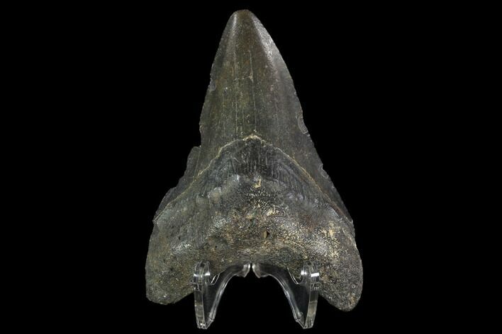 Bargain, Fossil Megalodon Tooth - North Carolina #91636